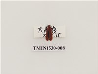 藏品(前角扣頭蟲科)的圖片